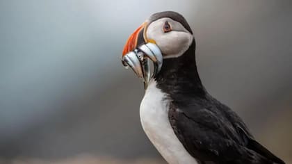 Los conservacionistas han contabilizado 43.626 frailecillos en la isla Skomer este año: un nuevo récord