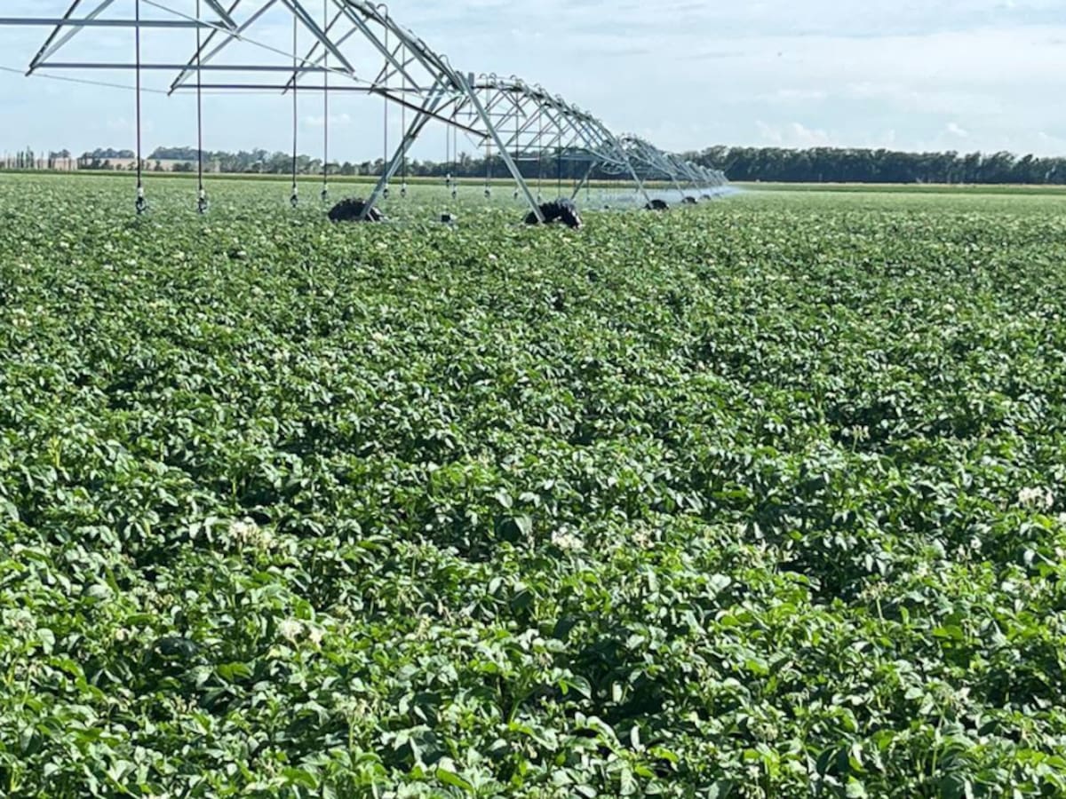 Análisis. ¿Cómo será el campo del futuro? Las tres respuestas que marcarán el rumbo en el país - LA NACION