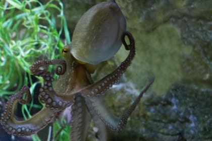 Los consumidores suelen creen que la parte superior a los tentáculos es la cabeza del pulpo
