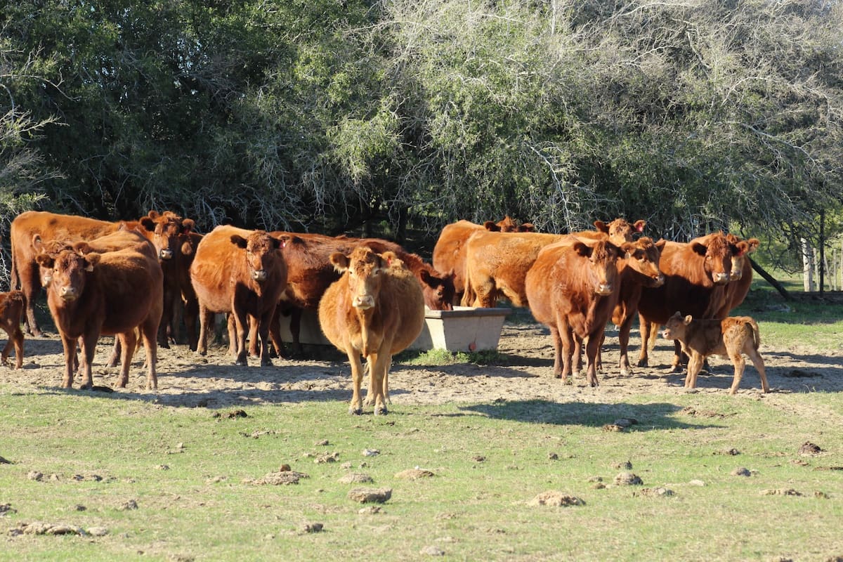 Los consumos de agua varían según cada categoría y se modifica según la temperatura del ambiente. A mayor temperatura del ambiente se incrementan los consumos