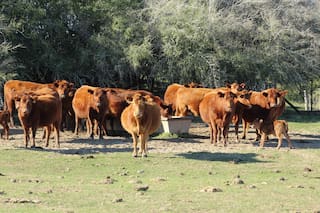 Cuál es el rol que tiene el agua en la producción y en la salud animal y humana