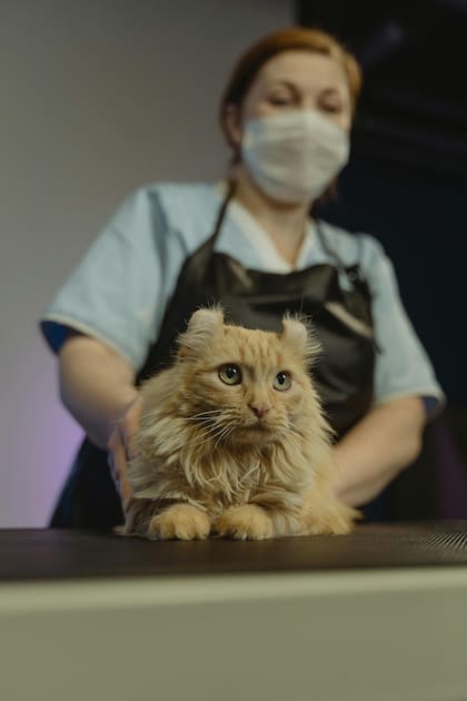 Los controles veterinarios regulares son fundamentales, incluso en ausencia de señales evidentes
