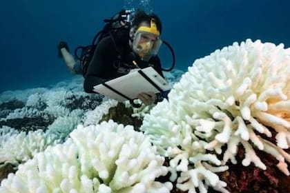 Los corales son una de las especies más afectadas por el calentamiento de las aguas