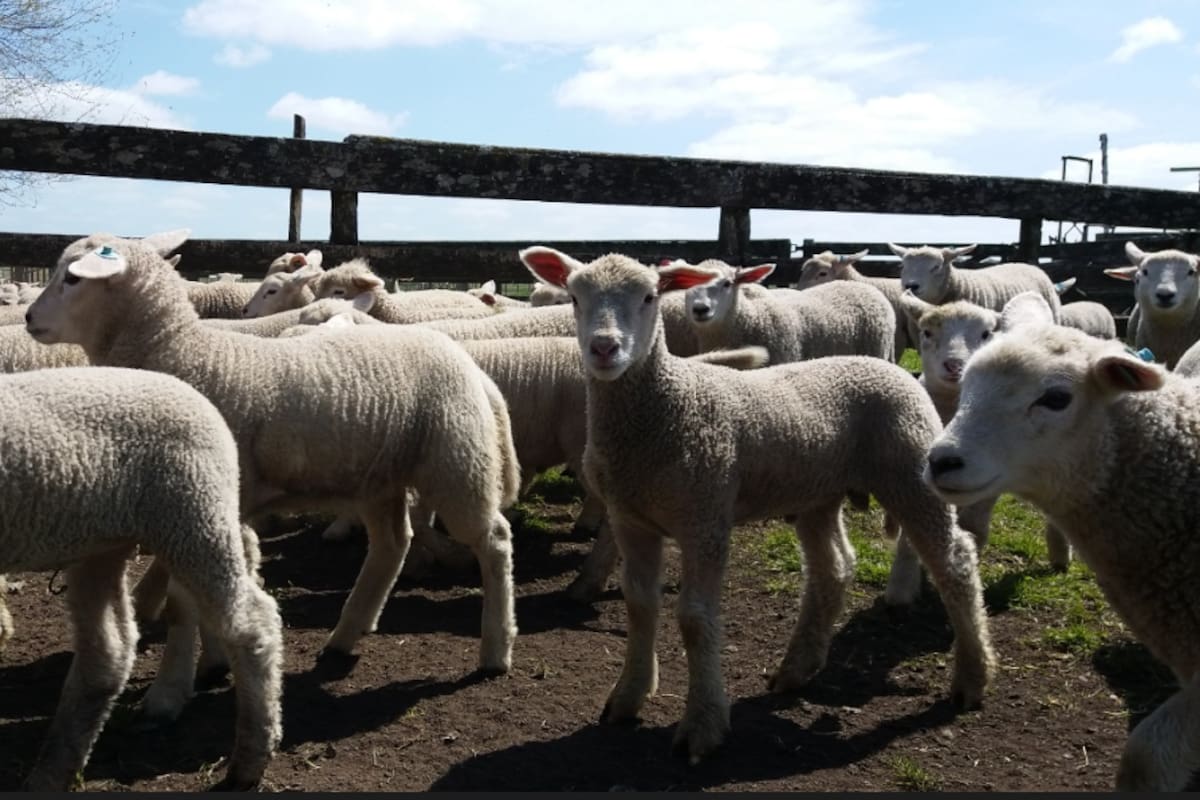 Los corderos estaban en una reserva del INTA Balcarce. Foto INTA Balcarce