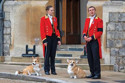Los corgisa de la reina Isabel II (Photo by Justin Setterfield)