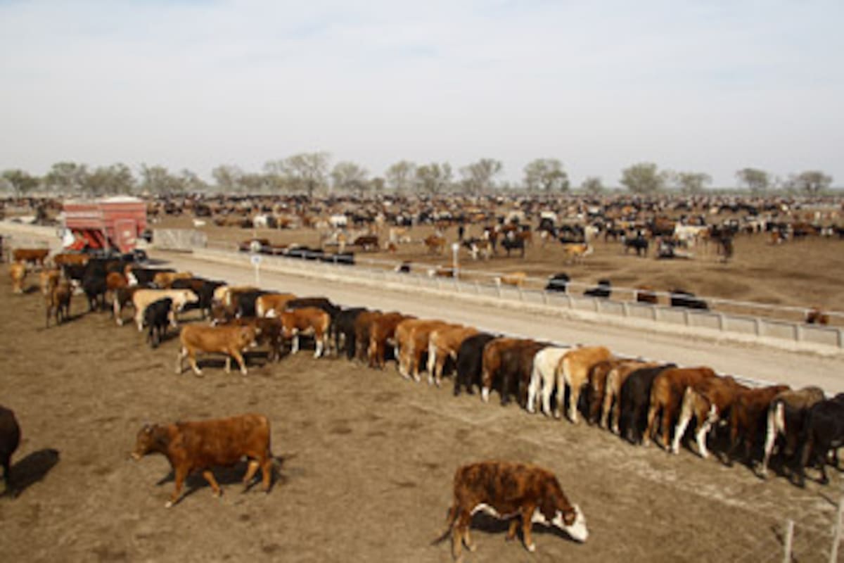 Los Corrales de Nicanor tiene capacidad para albergar hasta 30.000 cabezas. La Nueva Vicentin reactivó el establecimiento y comenzó a ingresar los primeros animales tras un período sin actividad