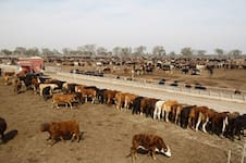 La Nueva Vicentin reactivó un megafeedlot e impulsa al frigorífico Friar con $4270 millones