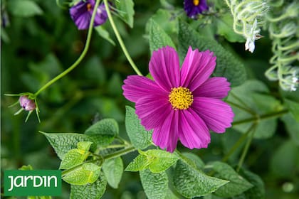 Los cosmos aportan aspecto salvaje y biodiversidad a los jardines actuales