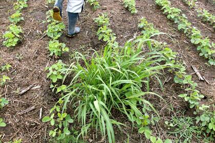 Los costos suben por el crecimiento de las malezas