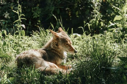 Los coyotes necesitan acercarse al mar para bajar su temperatura corporal en los meses de calor