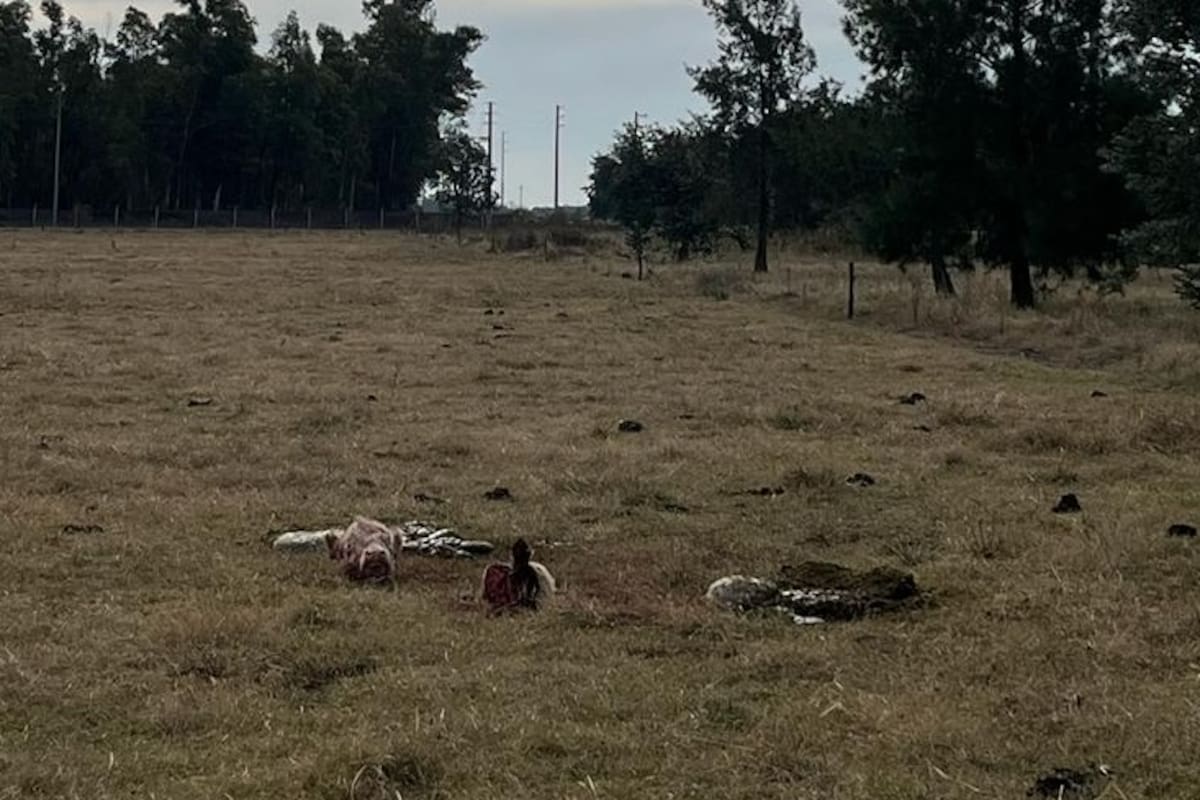 Los cuatreros faenaron ganado en campos de Florencio Varela