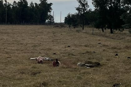 Los cuatreros faenaron ganado en campos de Florencio Varela