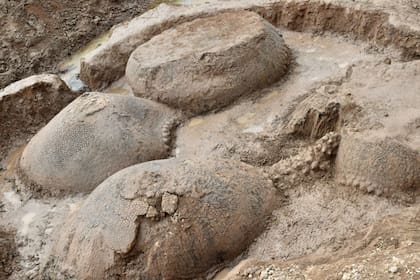 Los cuatro gliptodontes encontrados en el cauce del arroyo Vallimanca.