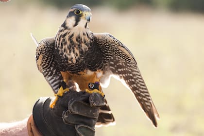 Los cuatro halcones que alberga en su casa de Tapia son su vida. Tienen nombre a medida: Romeo, Inti, Cafrune y Leo.