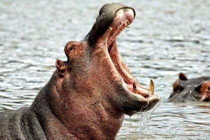 Los cuatro hipopótamos que llevó Pablo Escobar a su zoológico privado se multiplicaron aceleradamente