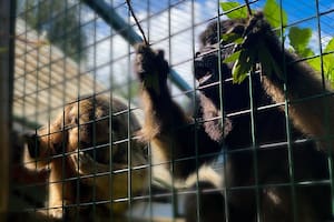 Rescataron cuatro monos Carayá que estaban en cautiverio en Tigre