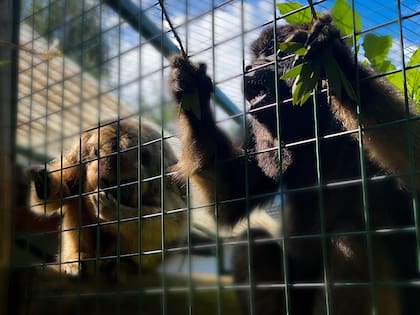 Los cuatro monos estaban en una propiedad en Benavidez.
