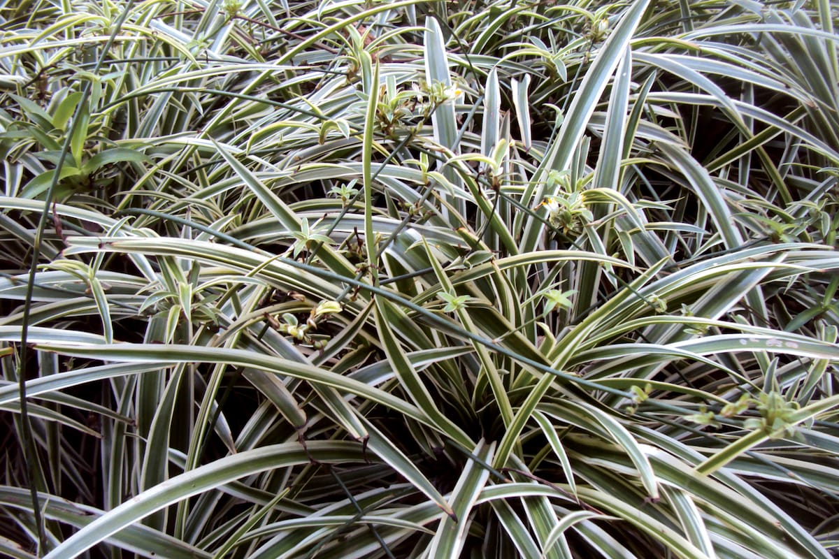 Los cubresuelos son los mejores aliados allí donde no crece el césped o se dificulta su mantenimiento. Protegen los suelos desnudos y facilitan las tareas del jardín.