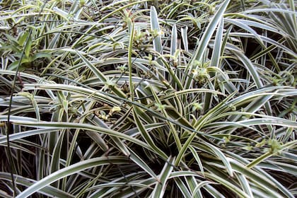 Los cubresuelos son los mejores aliados allí donde no crece el césped o se dificulta su mantenimiento. Protegen los suelos desnudos y facilitan las tareas del jardín.