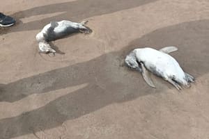 Aparecieron más de 40 pingüinos muertos en las costas de Mar del Plata