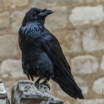 Los cuervos, las cabras negras, las gallinas negras e incluso ciertas mariposas oscuras son objeto de supersticiones