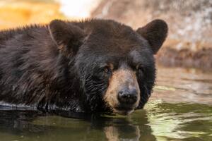 Los cuidadores del Zoológico de Palm Beach prueban distintas estrategias para que los animales sobrelleven mejor las altas temperaturas