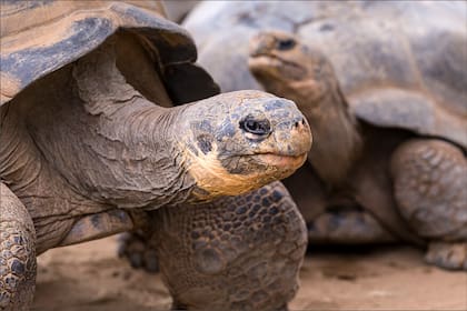 Los cuidadores implementan diversas estrategias para proteger a los animales del frío en Florida