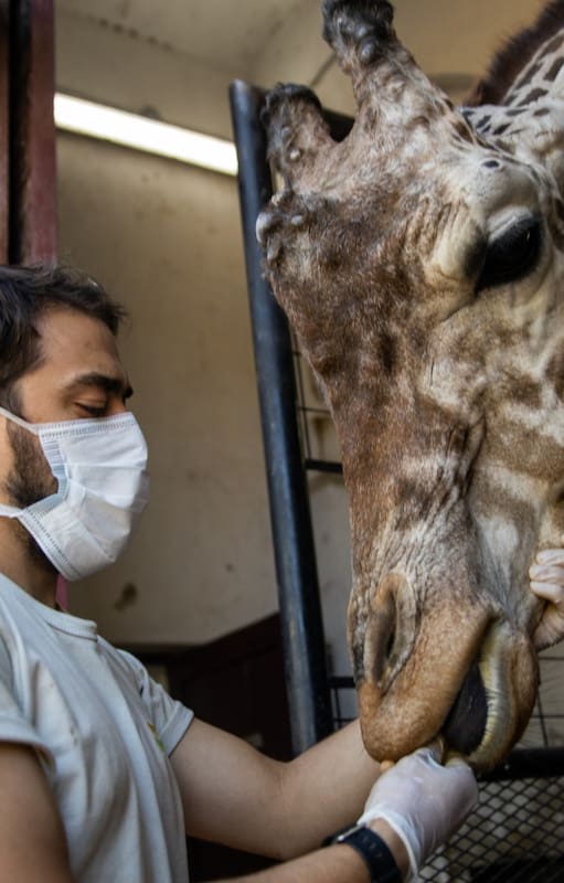 Los cuidados en el Ecoparque continúan a pesar de las medidas de aislamiento por el coronavirus