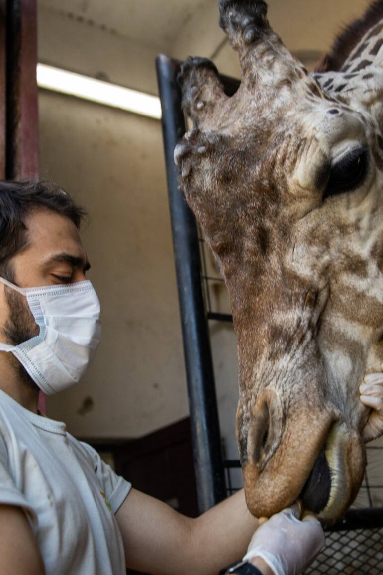 Los cuidados en el Ecoparque continúan a pesar de las medidas de aislamiento por el coronavirus
