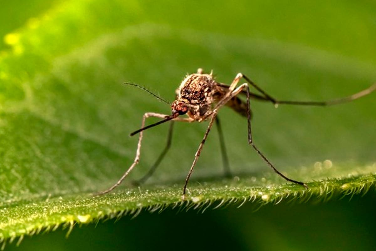 Los cuidados que hay que tener con el uso de la citronela para ahuyentar los mosquitos