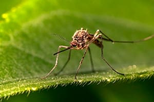Los cuidados que hay que tener con el uso de la citronela para ahuyentar los mosquitos