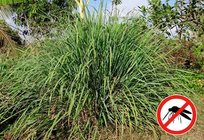 Los cuidados que hay que tener con el uso de la citronela para ahuyentar los mosquitos