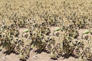 Los cultivos afectados por la sequía en la provincia de Santiago del Estero