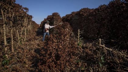 Los cultivos de café en Sao Paulo, Brasil, fueron destruidos por una helada inesperada en 2021
