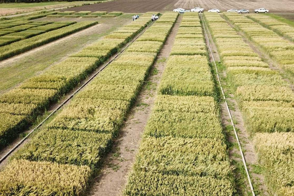 Los cultivos de cobertura aportan a la sustentabilidad del sistema agrícola