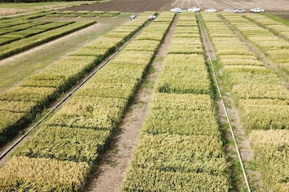 Los cultivos de cobertura aportan a la sustentabilidad del sistema agrícola