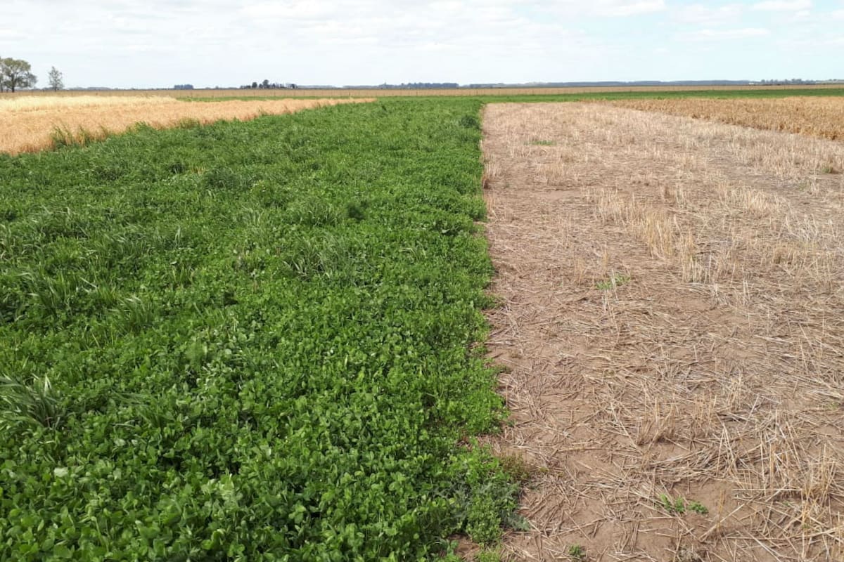 Los cultivos de cobertura brindan muchos beneficios