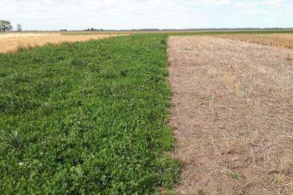 Los cultivos de cobertura brindan muchos beneficios