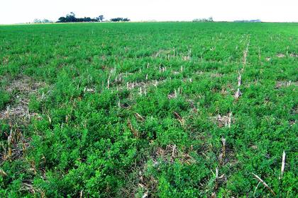 Los cultivos de cobertura prestan diferentes servicios