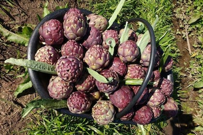 Los cultivos de Green Seed