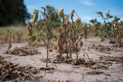Los cultivos de la cosecha gruesa argentina siguen padeciendo el severo y prolongado déficit hídrico