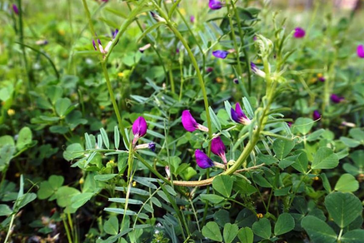 Los cultivos de servicio aportan beneficios