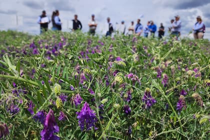 Los cultivos de servicio más elegidos en la Argentina son las mezclas de gramíneas con leguminosas. Por ejemplo: la vicia con centeno, la vicia con cebada y la vicia con avena