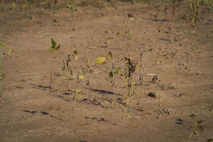 Los cultivos de soja se vieron severamente afectados en la última zafra de verano en Argentina