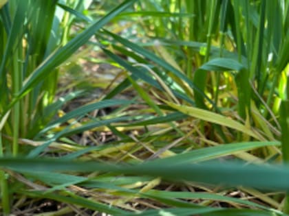 Los cultivos de trigo debieron sobrellevar condiciones de déficit hídrico