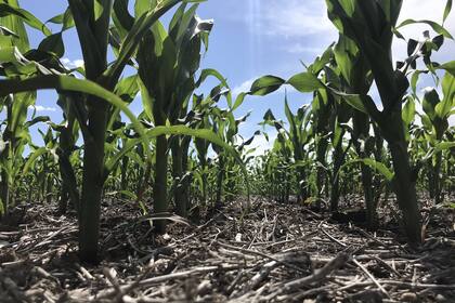 Los cultivos enfrentan un panorama complejo