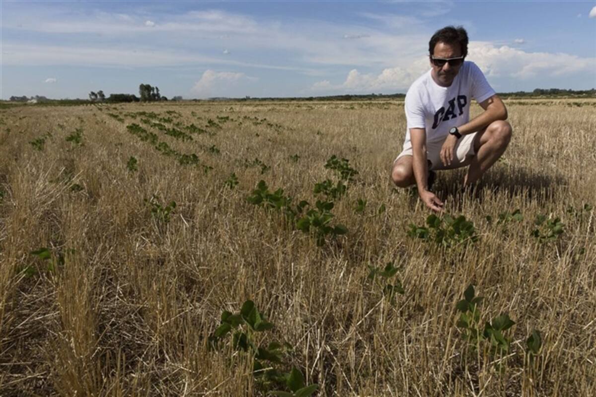 Los cultivos están sufriendo estrés hídrico