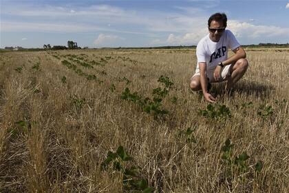 Los cultivos están sufriendo estrés hídrico