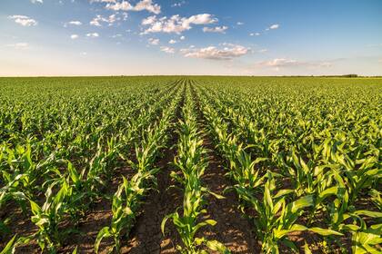 Los cultivos de maíz mejoran con la fertilización: en la actualidad hay brechas del orden del 54% entre los rendimientos potenciales y los que se obtienen efectivamente a campo