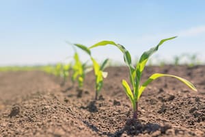 Fertilizantes de Eficiencia mejorada: una oportunidad para mejorar la producción y el ambiente